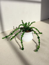 Load image into Gallery viewer, Deep Green Spider Plant

