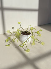 Load image into Gallery viewer, Light Green Pothos
