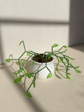Load image into Gallery viewer, Bright Green Pothos
