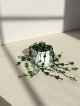 Load image into Gallery viewer, String of Pearls
