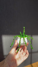 Load and play video in Gallery viewer, Bright Green Pothos
